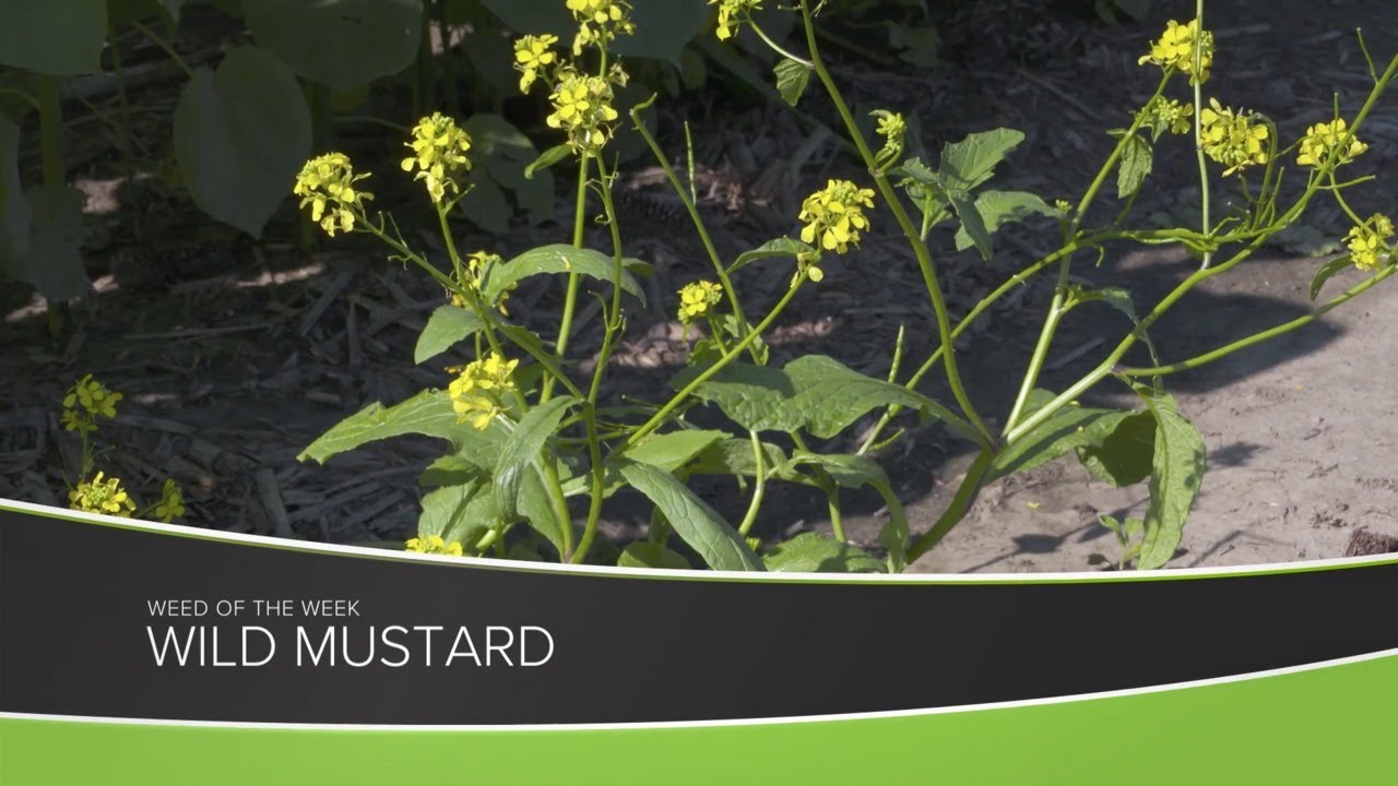 Weed of the Week 