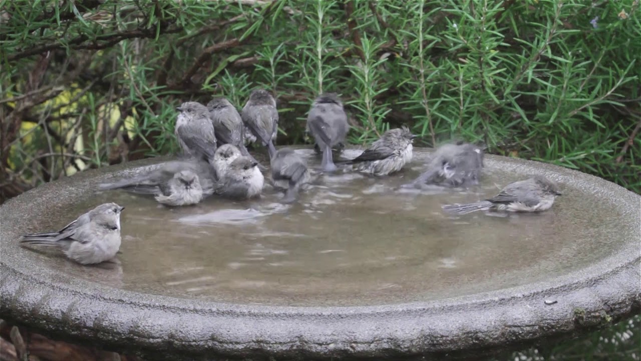 Bushtits Flashmob the Birdbath remastered