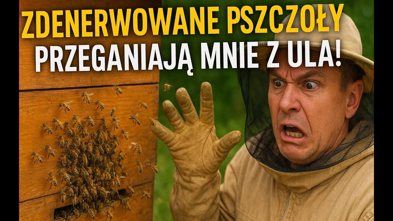 Zdenerwowane pszczoły przeganiają mnie z ula! Przegląd miodni w sierpniu &ndash; mini pasieka