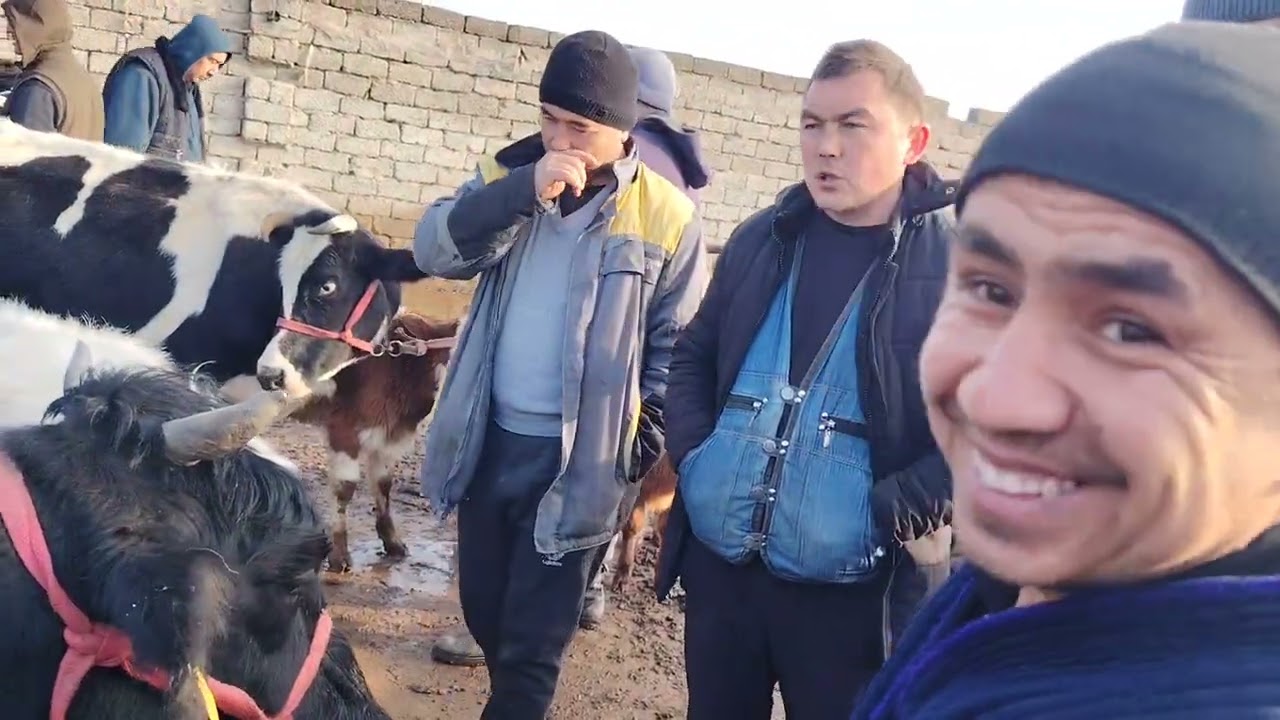 ONA BOLA SIGIR NARXLARI SIRDARYO TUMANI 13.02.2026.VA BO'G'OZ SIGIR 