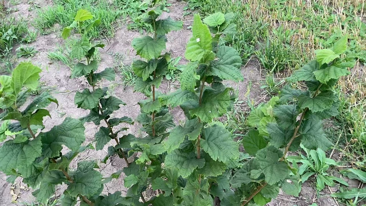 Медвежий орех! НИКОГДА так не делайте! Неудачная посадка!