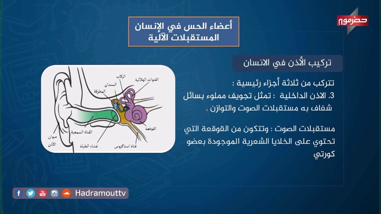دروس تعليمية - احياء ( اعضاء الحس في الأنسان المستقبلات الألية )