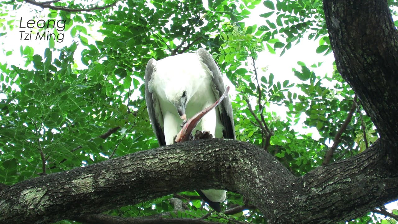 Eagle Feeding (26Mar2021b)