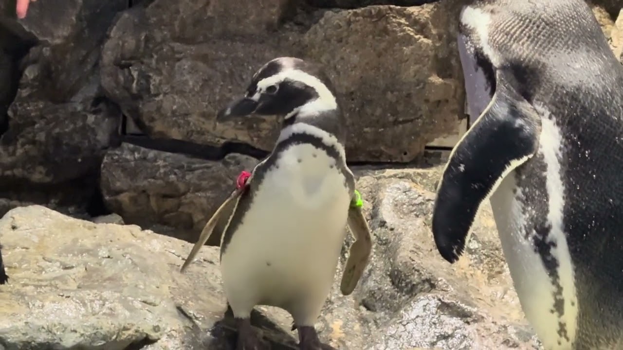 こうめとあんみつのゴハンタイム