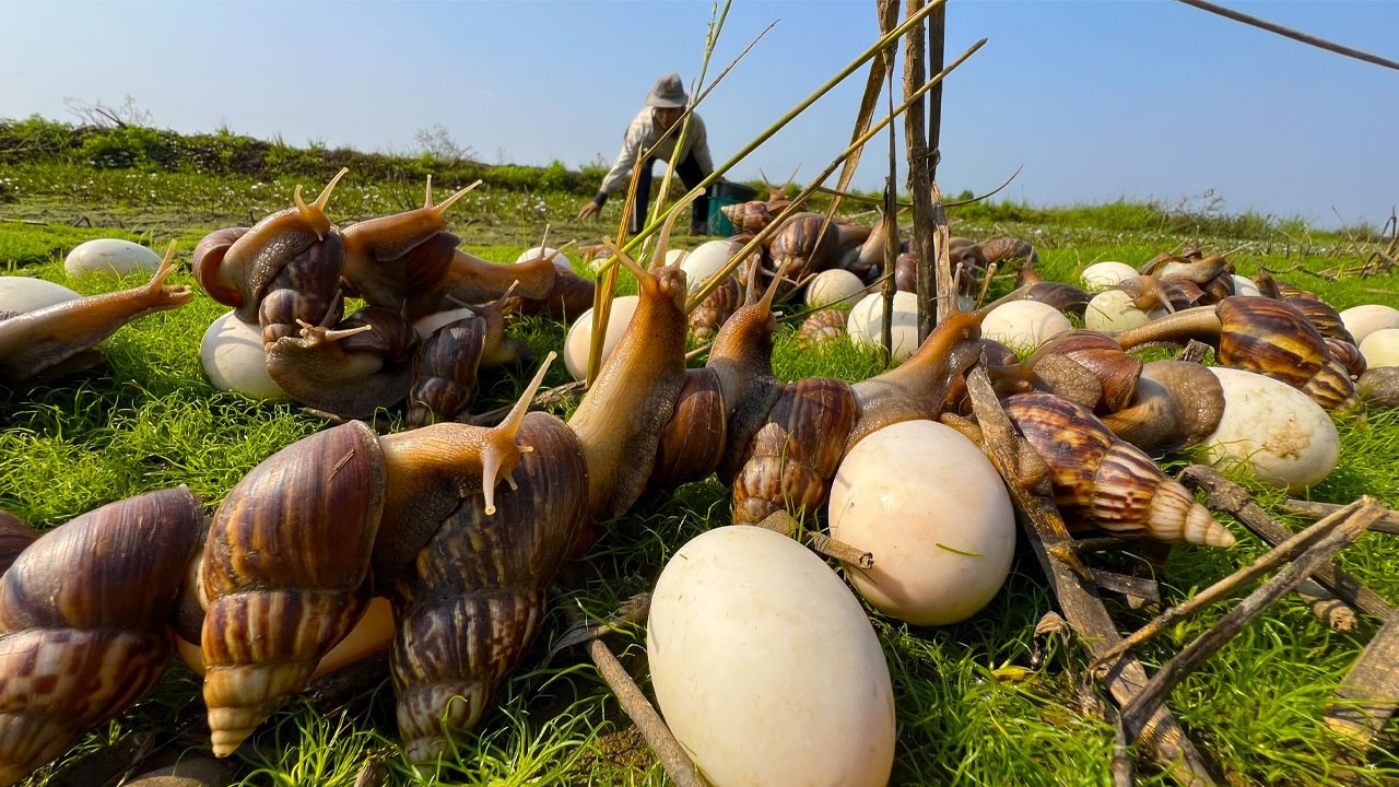 Primitive Life; Harvesting Giant Snails and Eggs for Survival