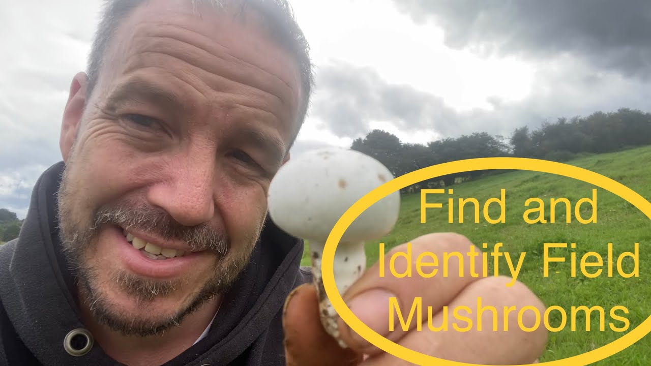 Как найти и определить шампиньон полевой (agaricus campestris)