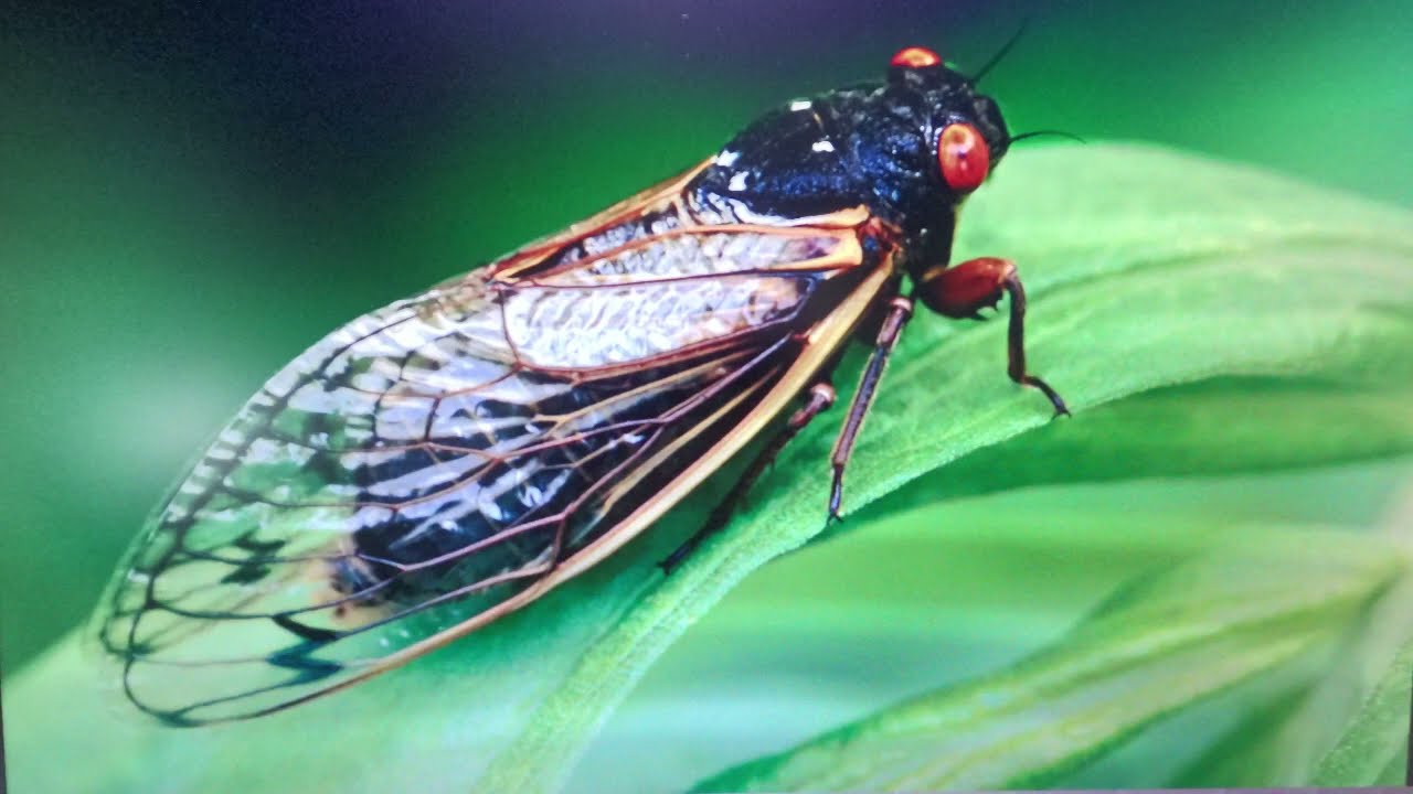 2024 Year Of The Cicadas