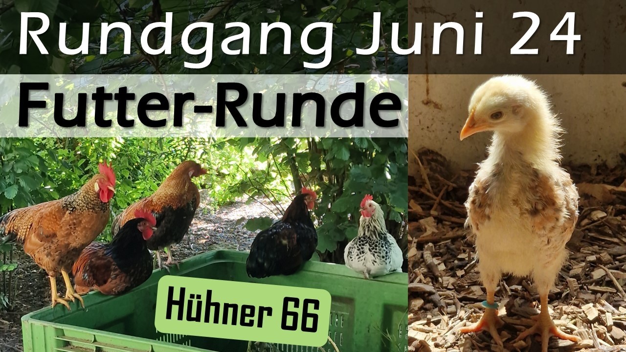 Was geht denn da ab? Warum versteckt sich Aurora? Routinen & #Küken füttern - #Hühner 66