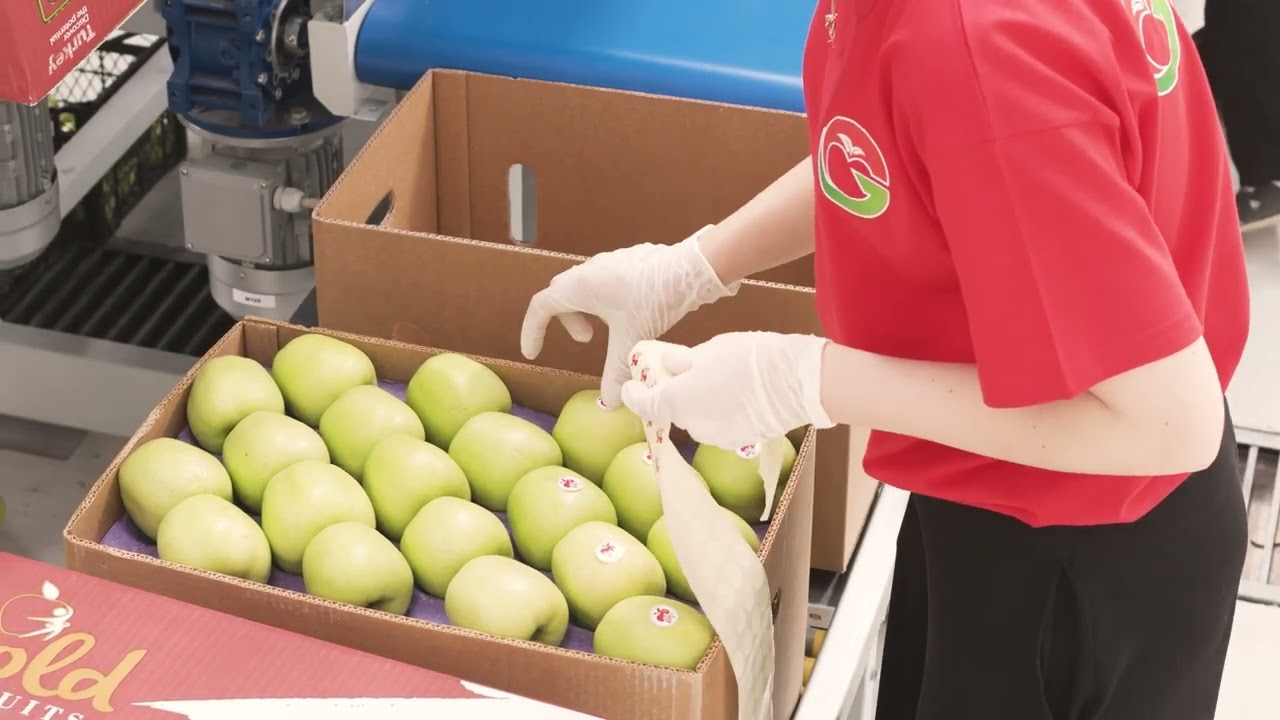Gold Fruits – Premium Fresh Fruit Supply Chain