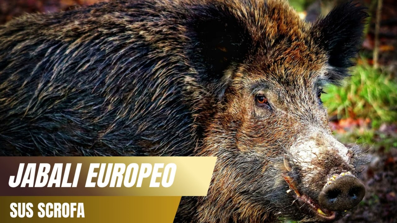 Reclamo del Jabalí Europeo (Sus scrofa) 🐗🌲