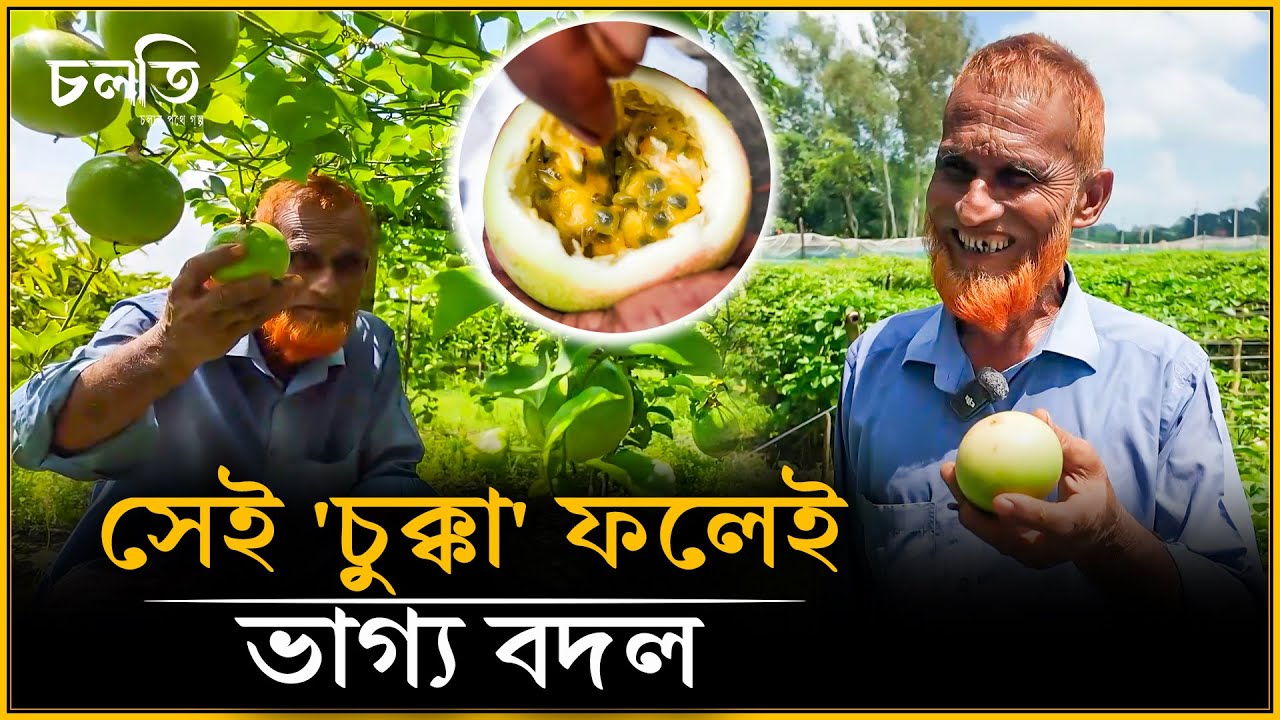 'চুক্কা ফল কে খাইবো?' সেই চুক্কা ফলই এখন... | চলতি