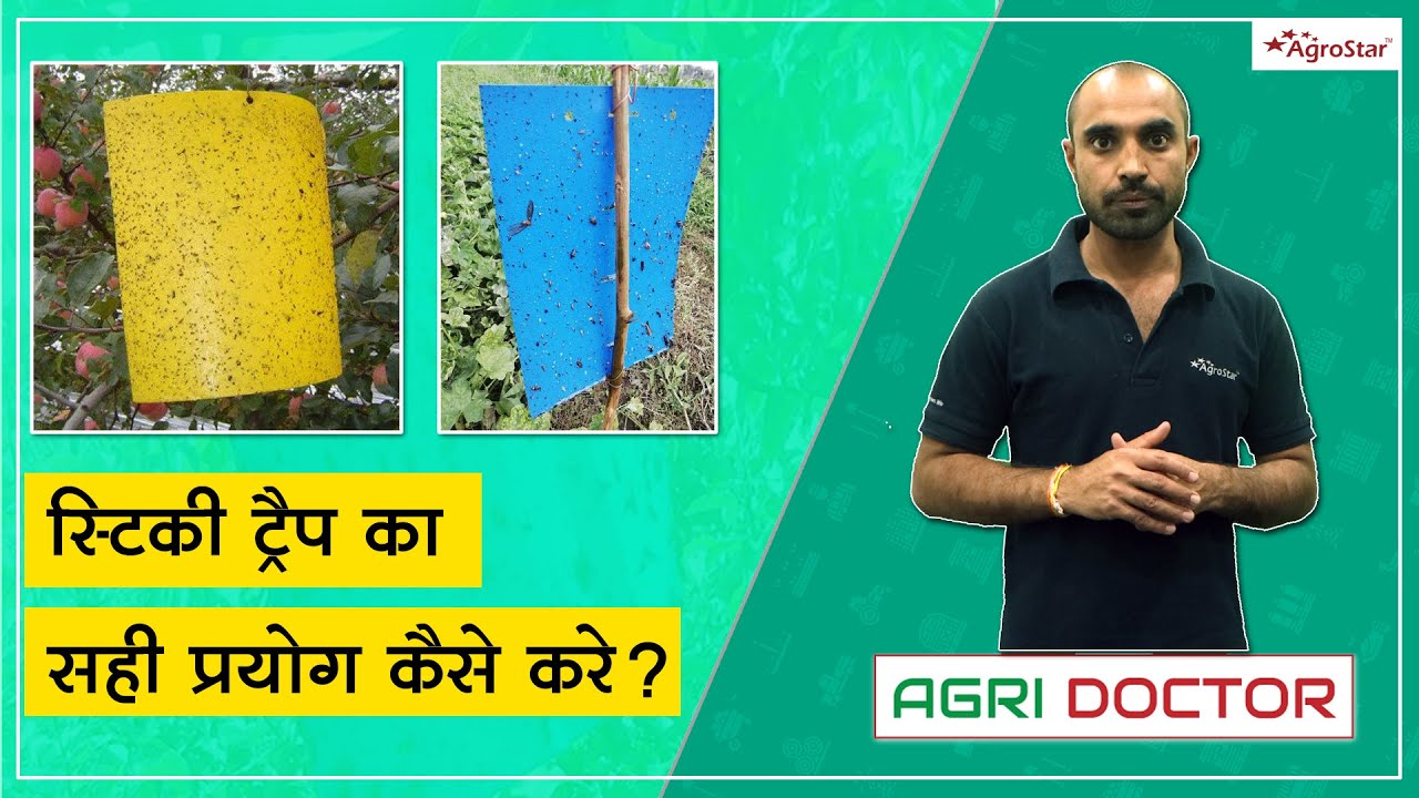 खेतों में स्टिकी ट्रैप का प्रयोग करने के फायदे!