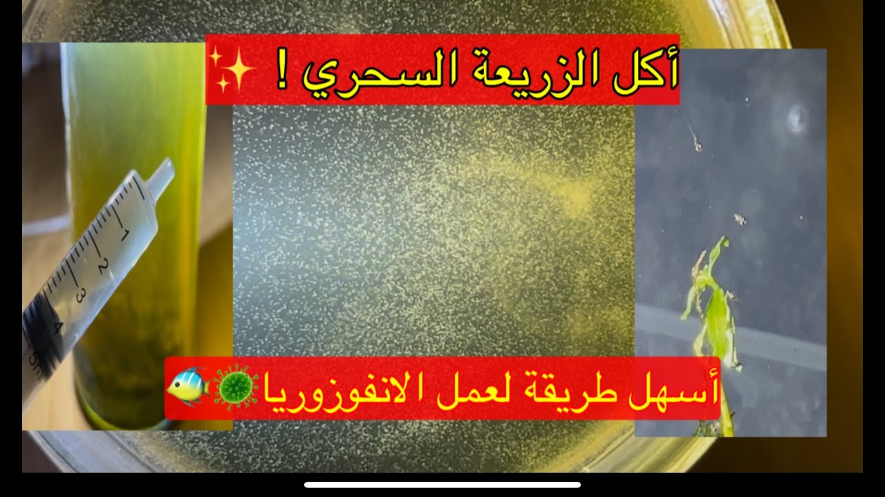 سر نجاح تربية الزريعة 🐟 | أسهل وصفة لتحضير الانفيزوريا في البيت 🦠✨