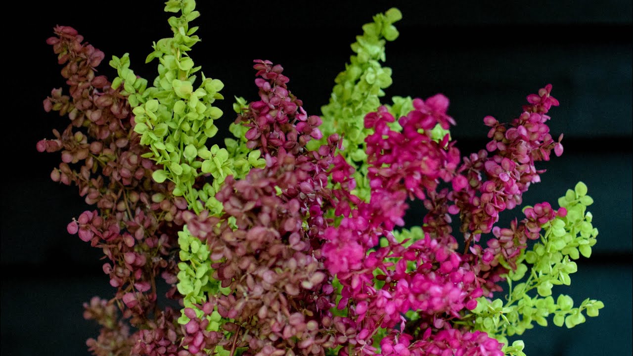 Grow-A-Long Orach &lsquo;Tricolour Plumes&rsquo; (Atriplex hortensis)