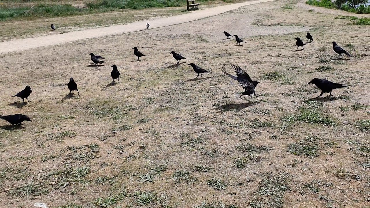 Literally just 13 minutes of feeding and talking to crows