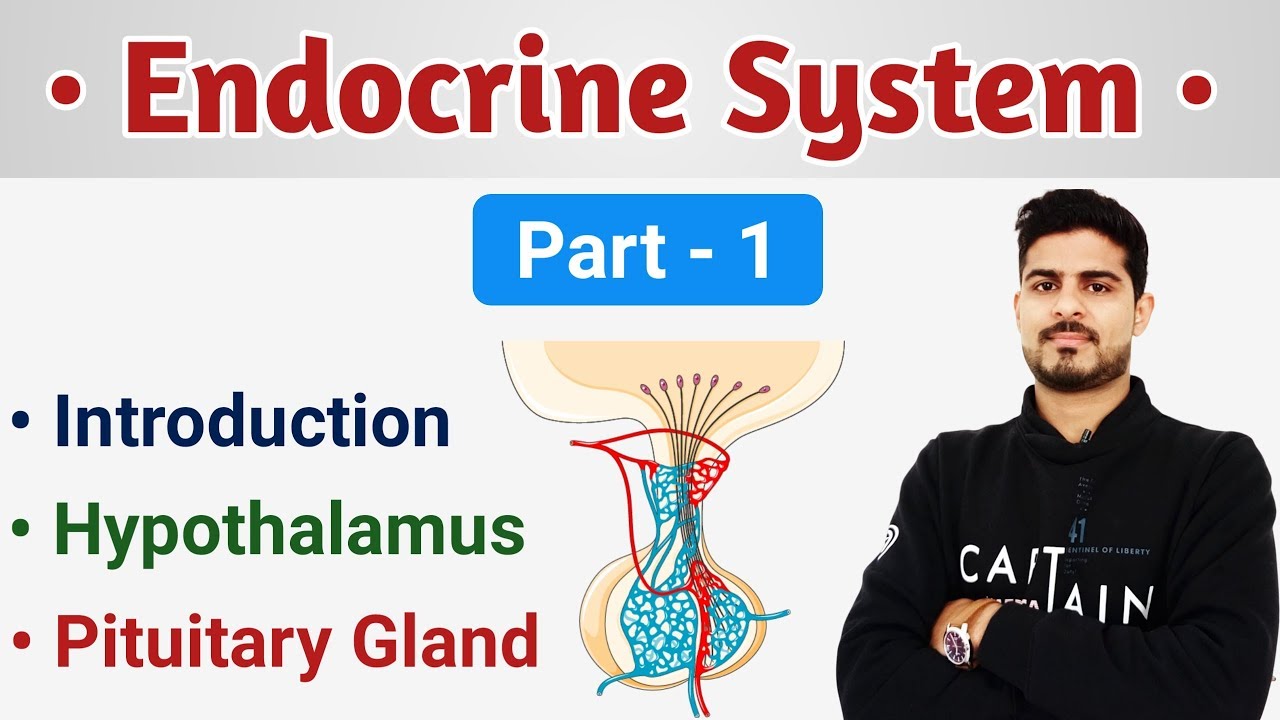 Hypothalamus & Pituitary Gland || Endocrine System Short Review Part - 1