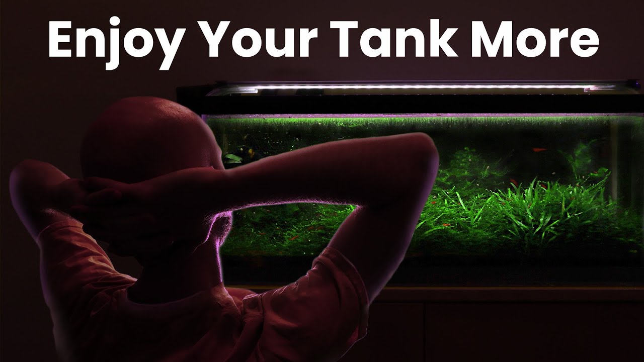 7 Tips For The Lowest Maintenance Shrimp Tank