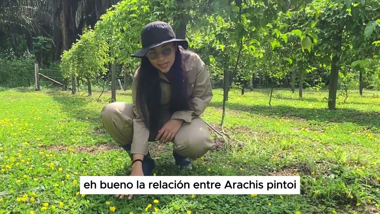 El Rol del Maní Forrajero en el Cultivo de Maracuyá.