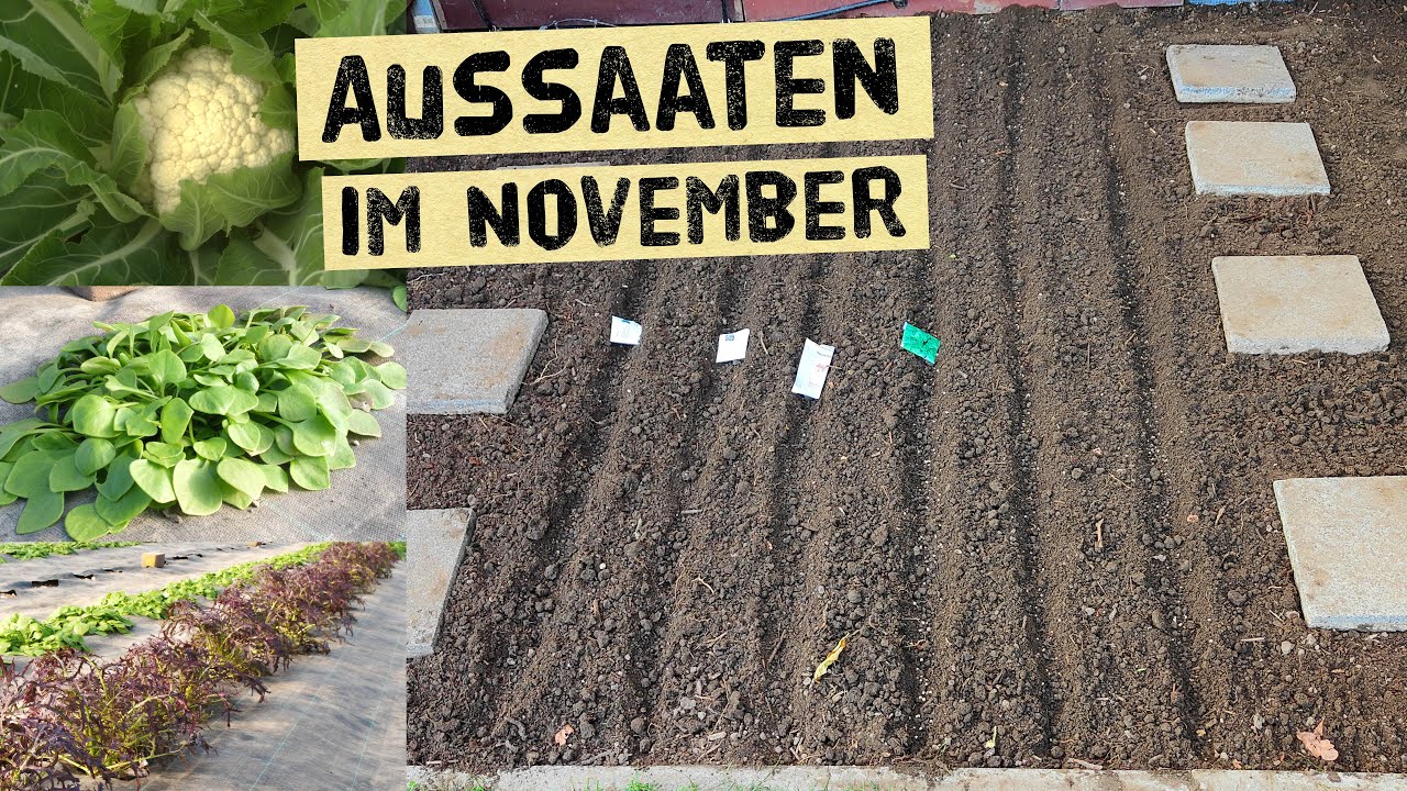 Aussaat im November - vieles ist 2022 noch m&ouml;glich - mehr aus deinem Gem&uuml;segarten rausholen.
