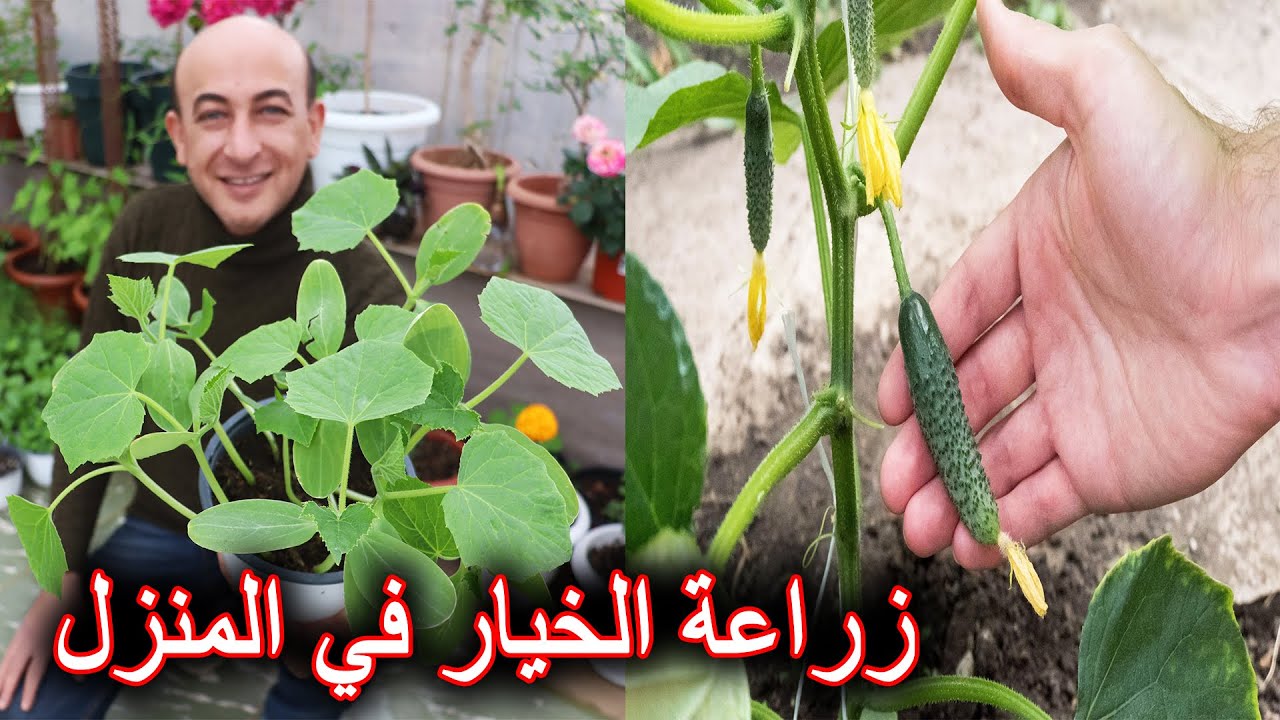 زراعة الخيار بالأصص و الأوعية في المنزل