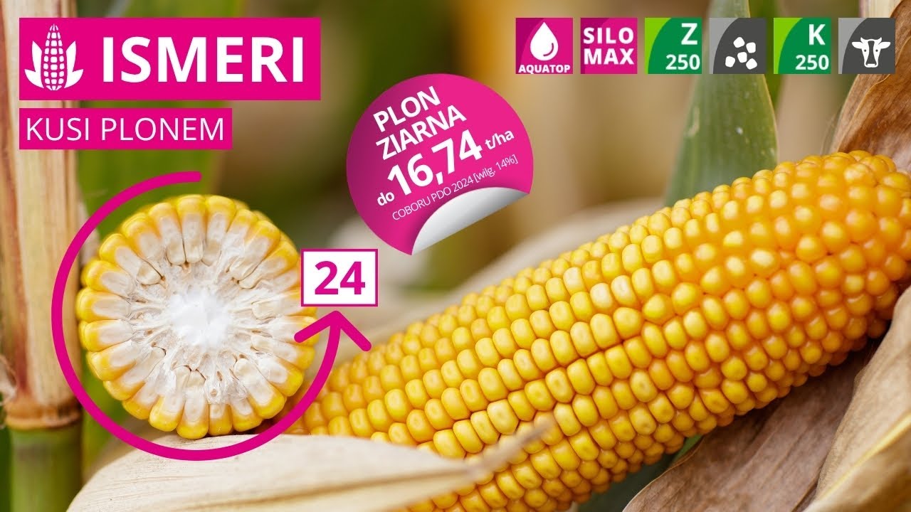Kukurydza ISMERI 🌽 FAO 250 ziarno | 250 kiszonka