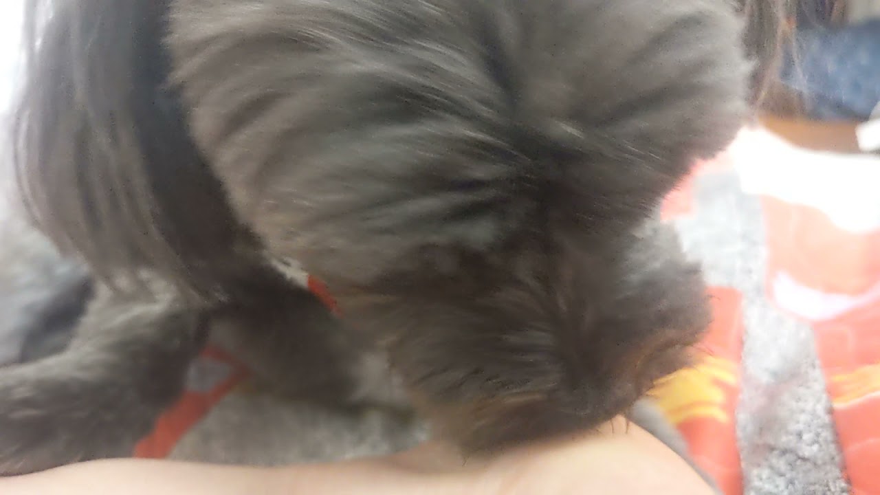 caution: I can't control my licker ASMR #morkie #doglover #asmrsounds #asmr #doglick