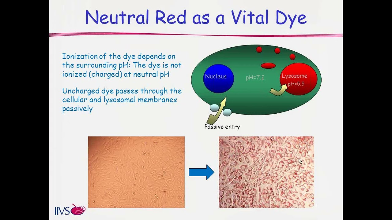 In Vitro Phototoxicity Assays