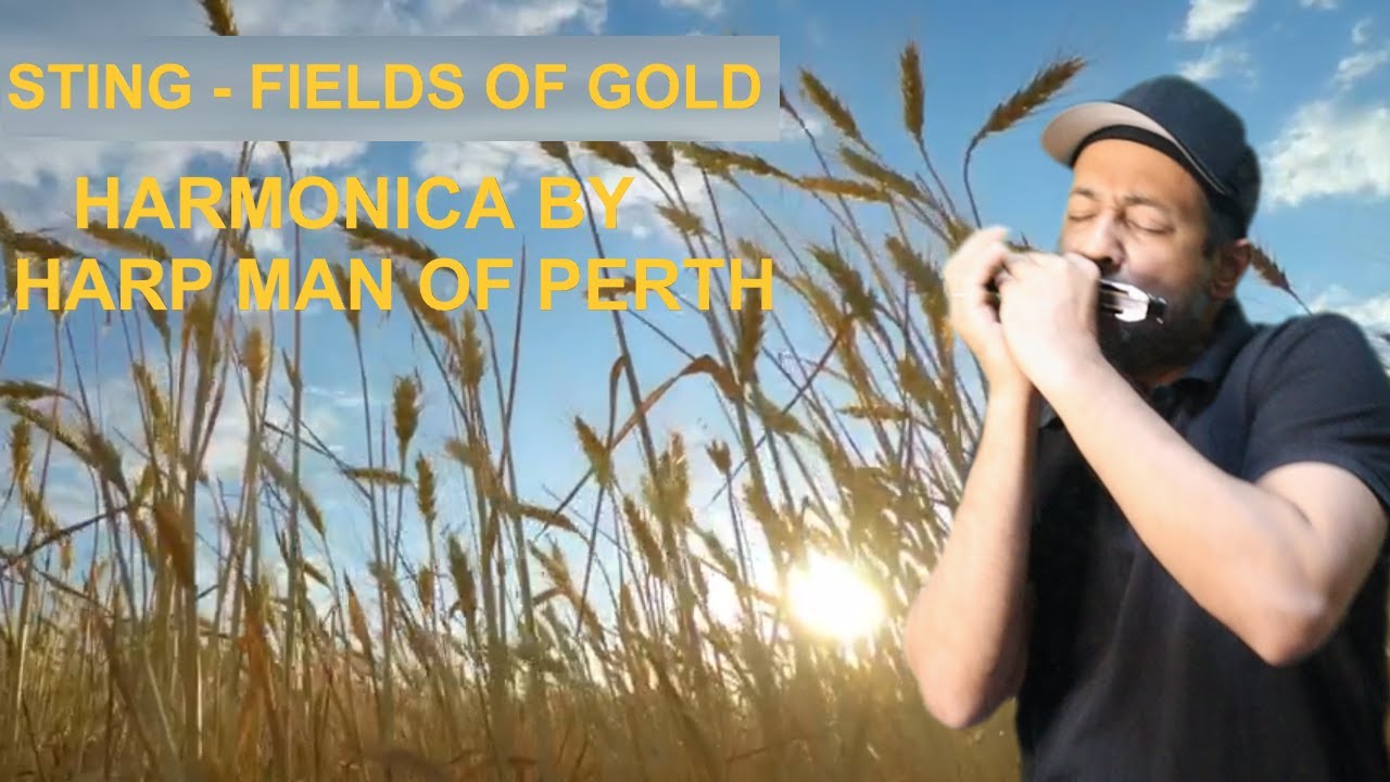 Sting - Fields of Gold (Harmonica cover)@theofficialsting #sting #fieldsofgold #harpmanofperth