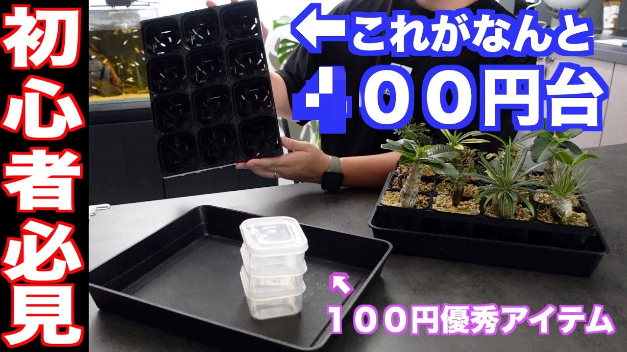 破格なネットショップと100円の超優秀アイテムを紹介します｜実生｜パキポディウム｜グラキリス