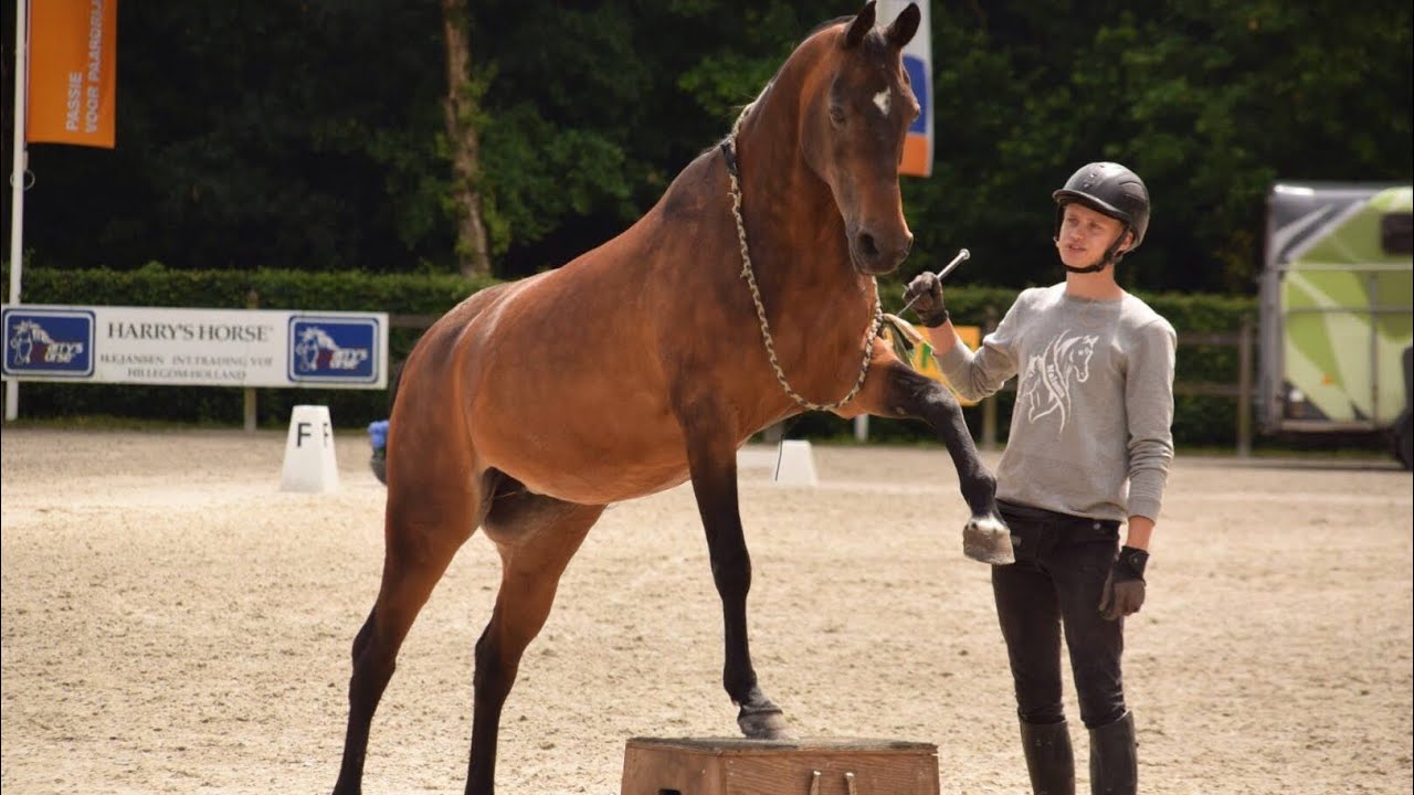 TEACHING YOUR HORSE TO STAND ON A PEDESTAL
