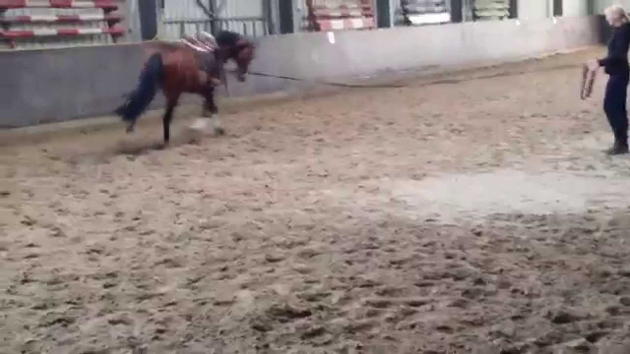 Belissimo x Don Larino Hengst pr&auml;miert v. 2012 Longe  *for sale*