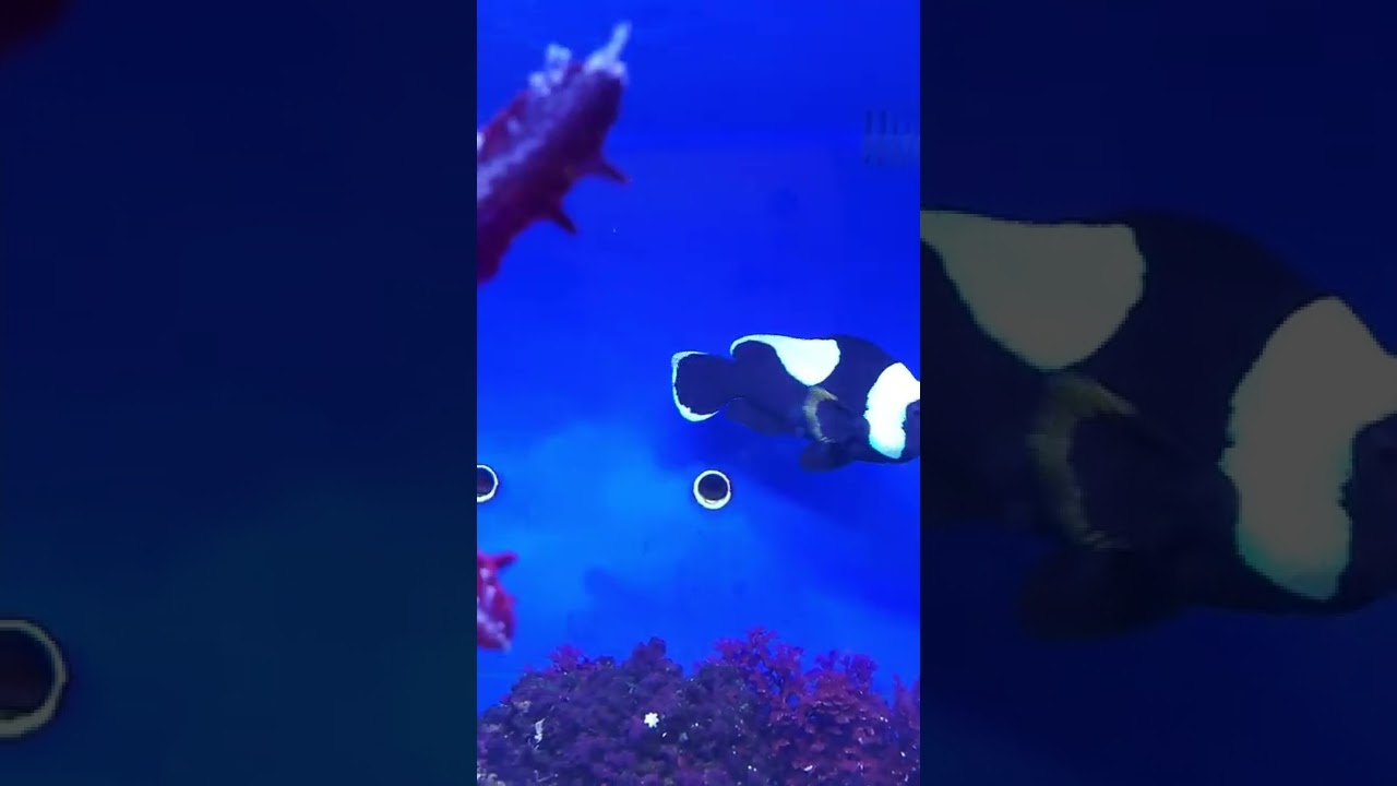 Музей Мирового океана в Калининграде.