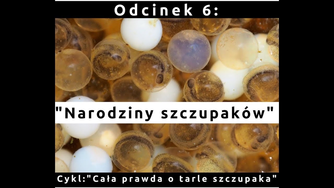 TARŁO SZCZUPAKA Odc.6 