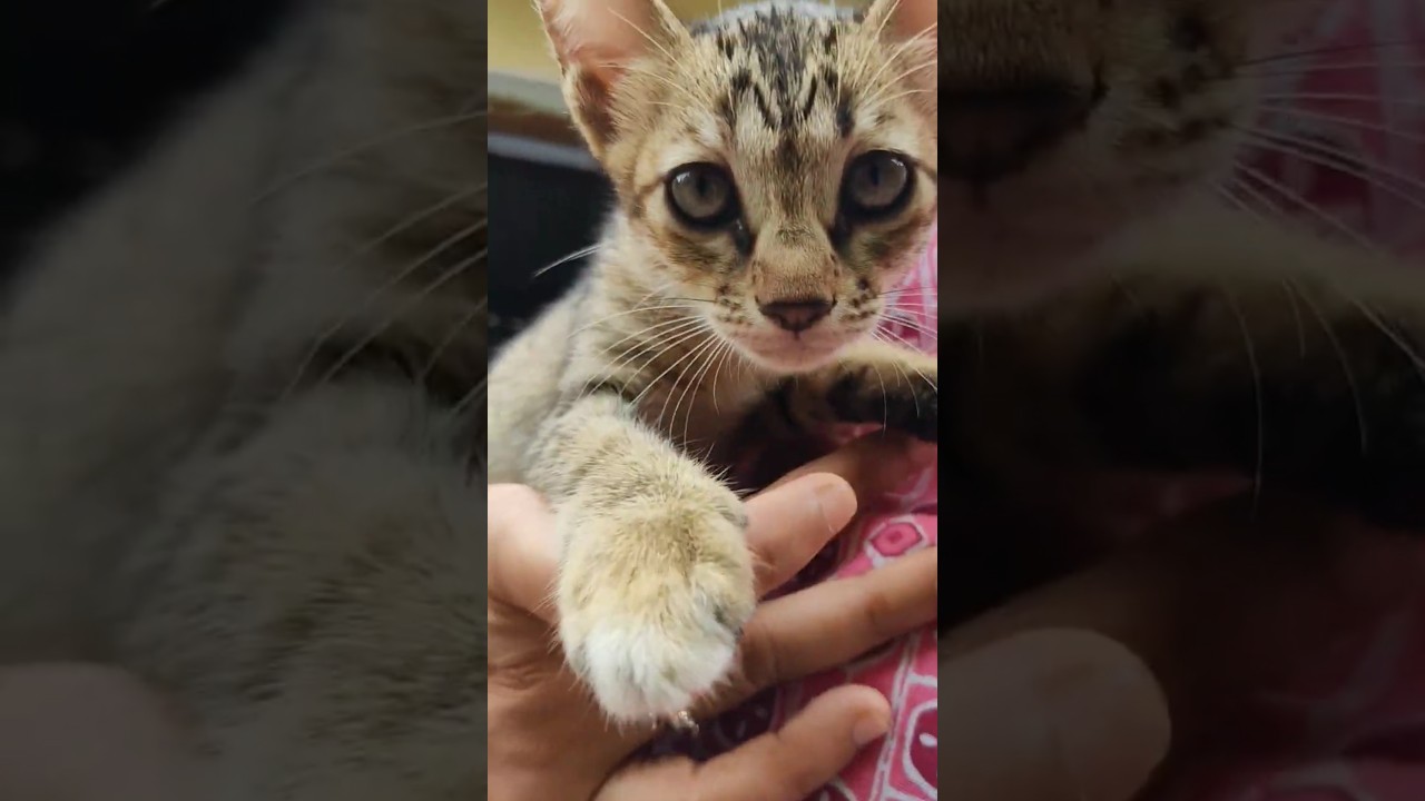 Her beautiful Eyes🥺😺☺️