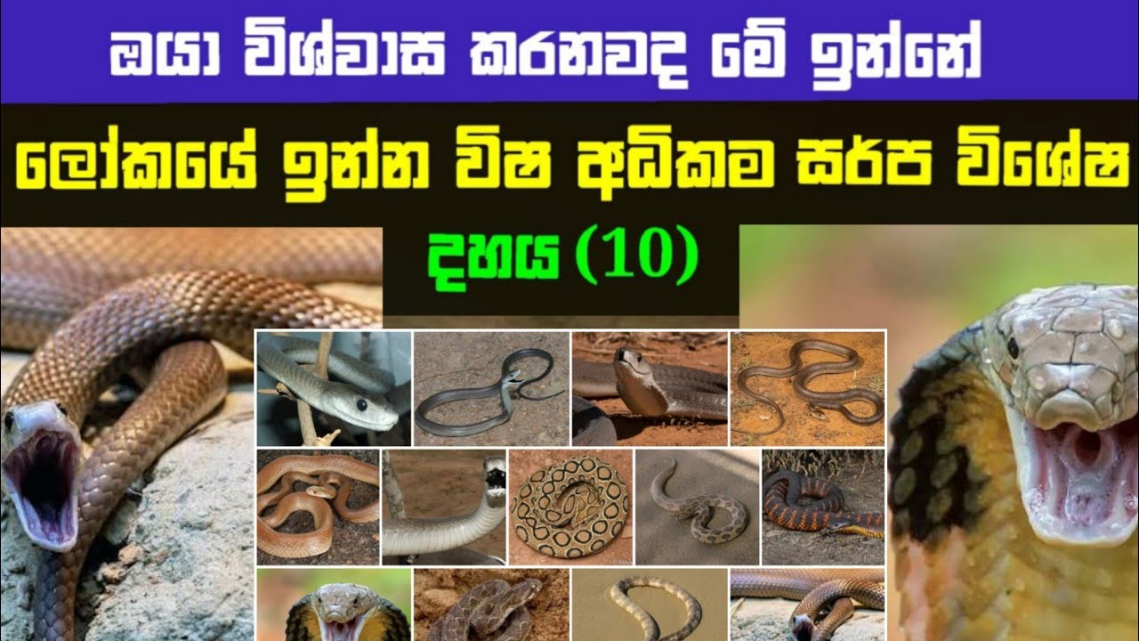 එක විෂ බින්දුවකින් මිනිසුන් සීයකට පමණ මරණයක් ගෙන දෙන්න පුලුවන් සර්පයෙකුත්😱😱 | බලන්නම ඕනි වීඩියොවක්