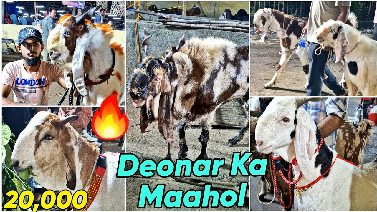 DEONAR BAKRA MANDI 2025 - 70,000 BAKRE  AAGAYE - FULL TOUR ZABARDAST BAKRE