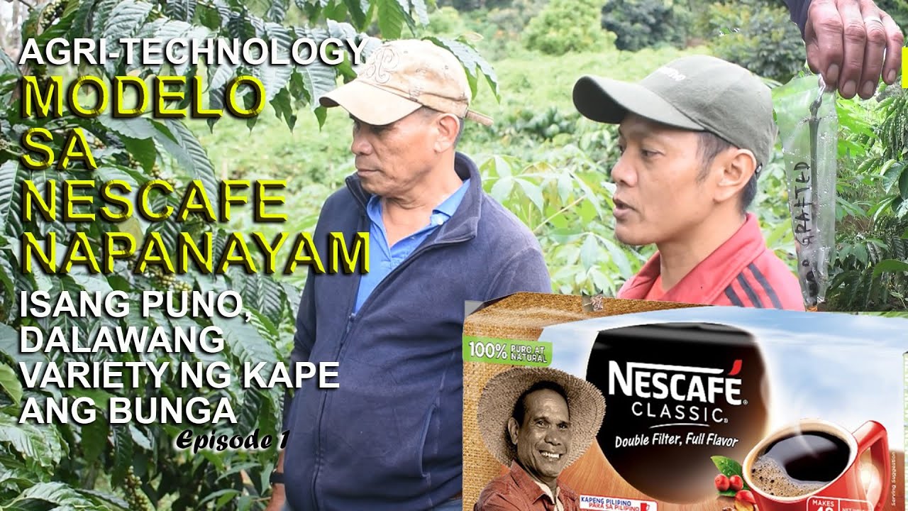 MODELO SA NESCAFE NAPANAYAM (ISANG PUNO DALAWANG VARIETY NG KAPE ANG BUNGA) AGRI-TECHNOLOGY ep. 1