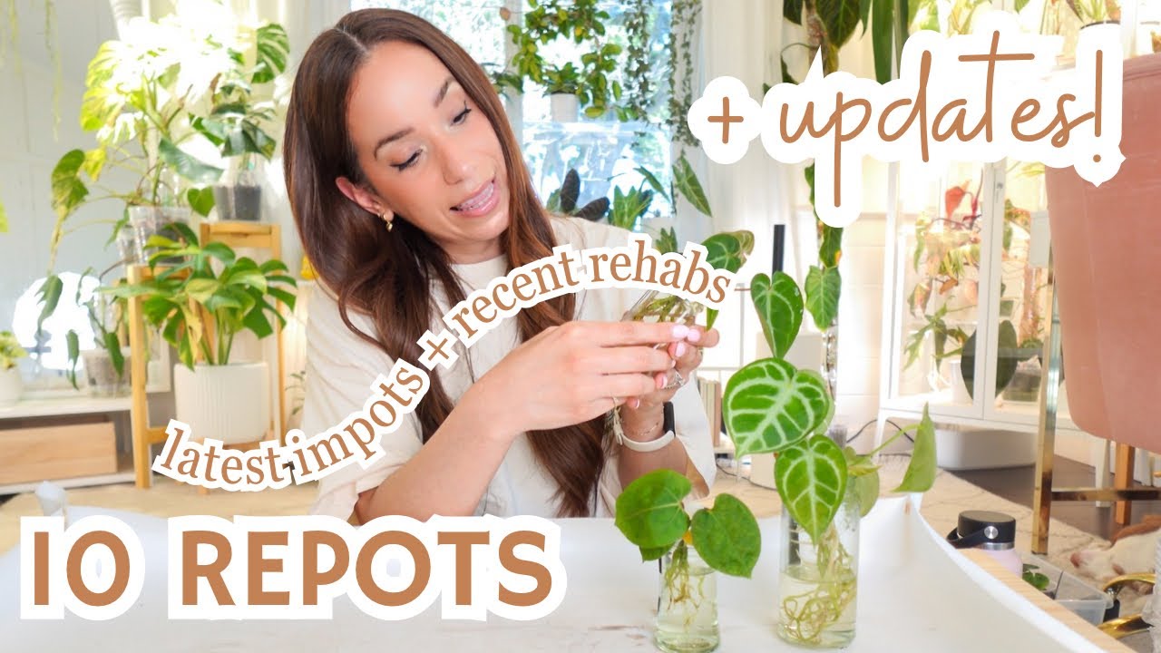 chatty plant care + repots | rehabs, recent grads + plant updates✨