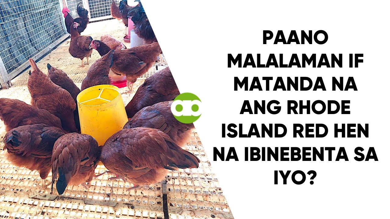 Paano Malalaman If Matanda na ang Rhode Island Red Hen na Ibinebenta sa Iyo?