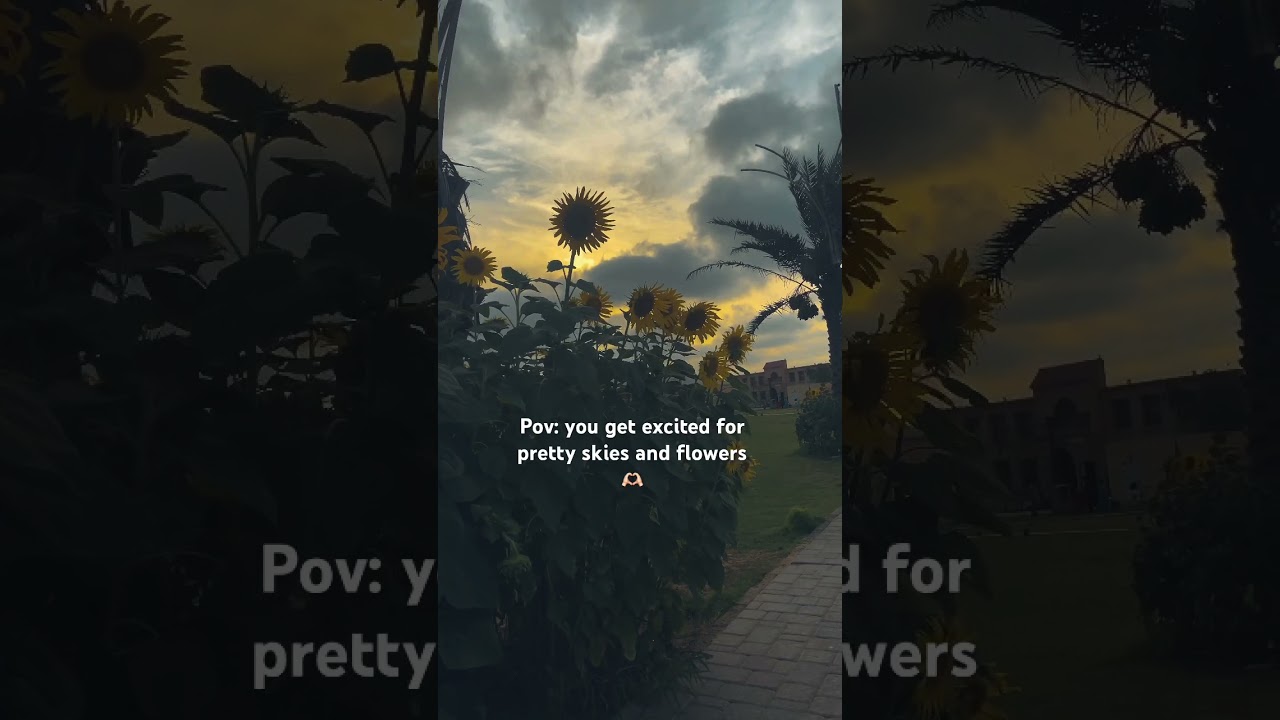 Sunflower field 🌻 sky aesthetics 🤍 #shortsfeed #shorts #short #flowers #sunflower #sky #aesthetic