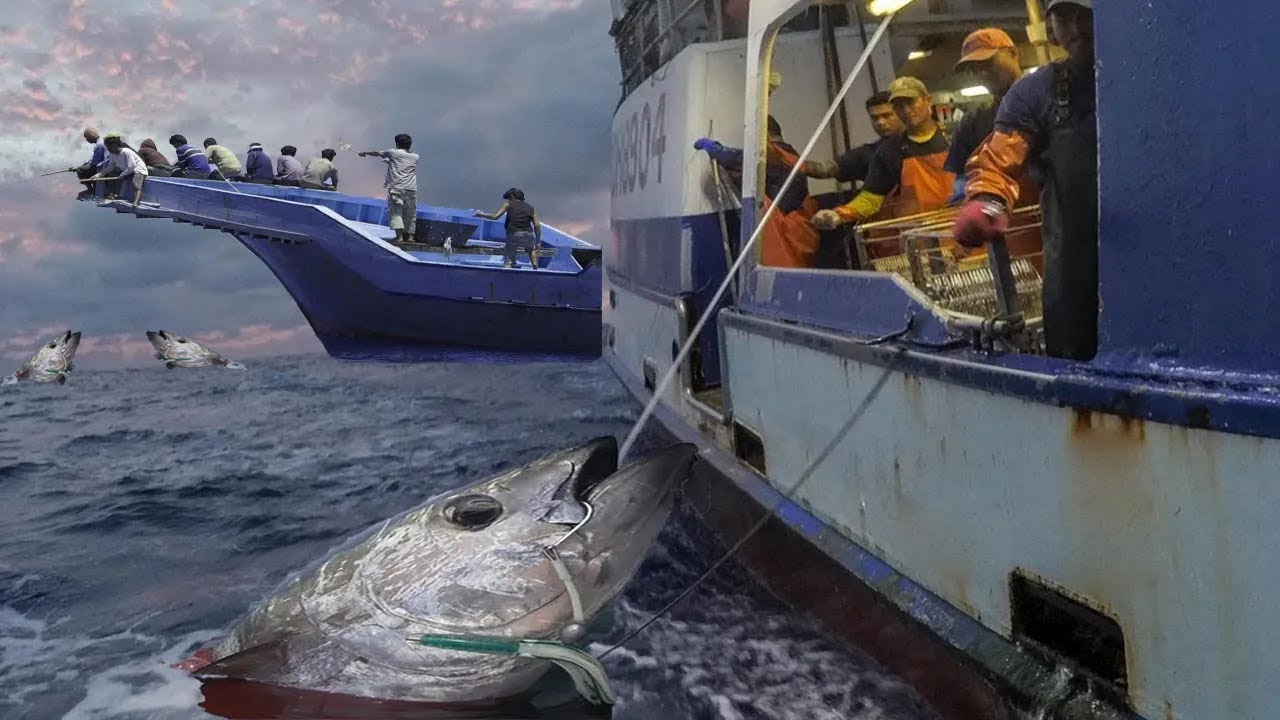 Unbelievable Longline Giant Bluefin Tuna on the Boat - Big Catch Fishing on The Sea!