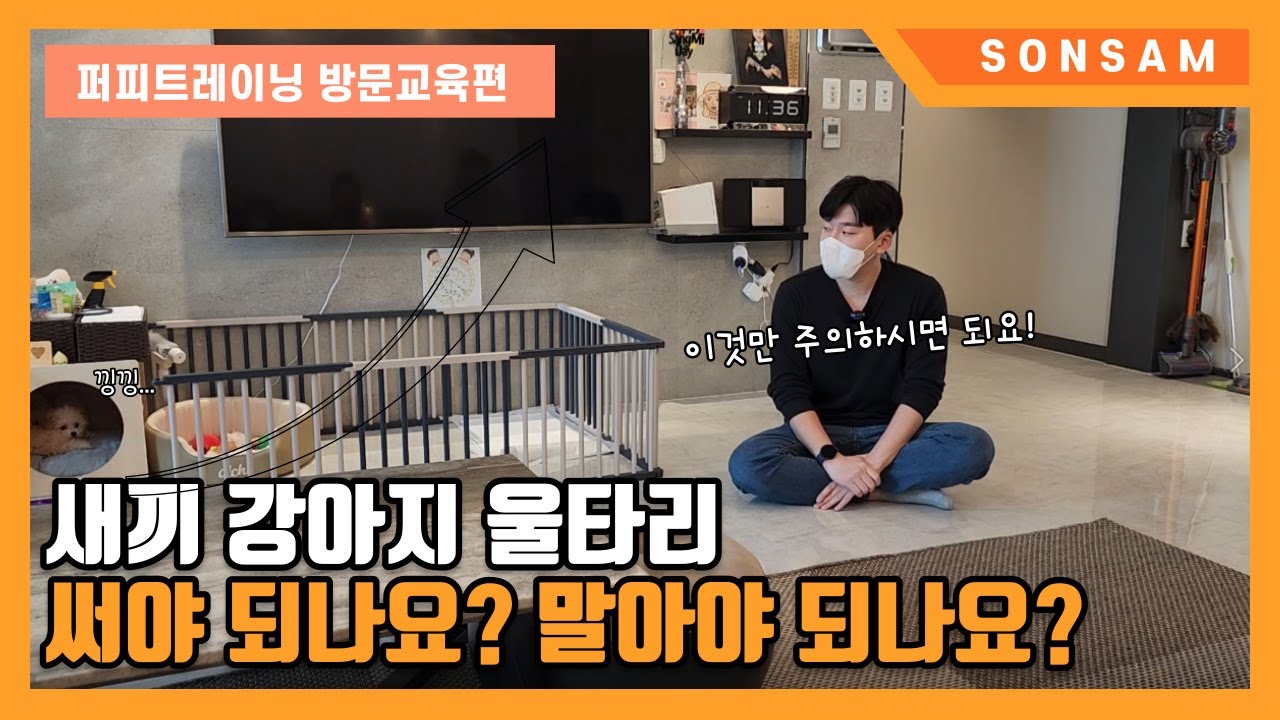 새끼 강아지 울타리에 넣어야 하나요? 꺼내야 하나요?  (Feat. 말티푸 순이)
