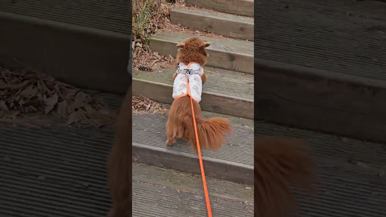 별이 산책 