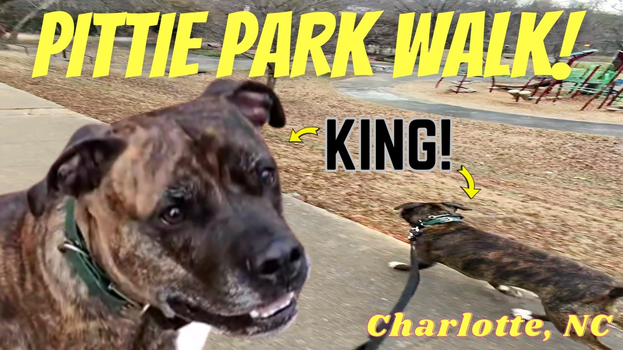 QUICK LAPS LIKE a KING | HAPPY Dog Walk Fitness