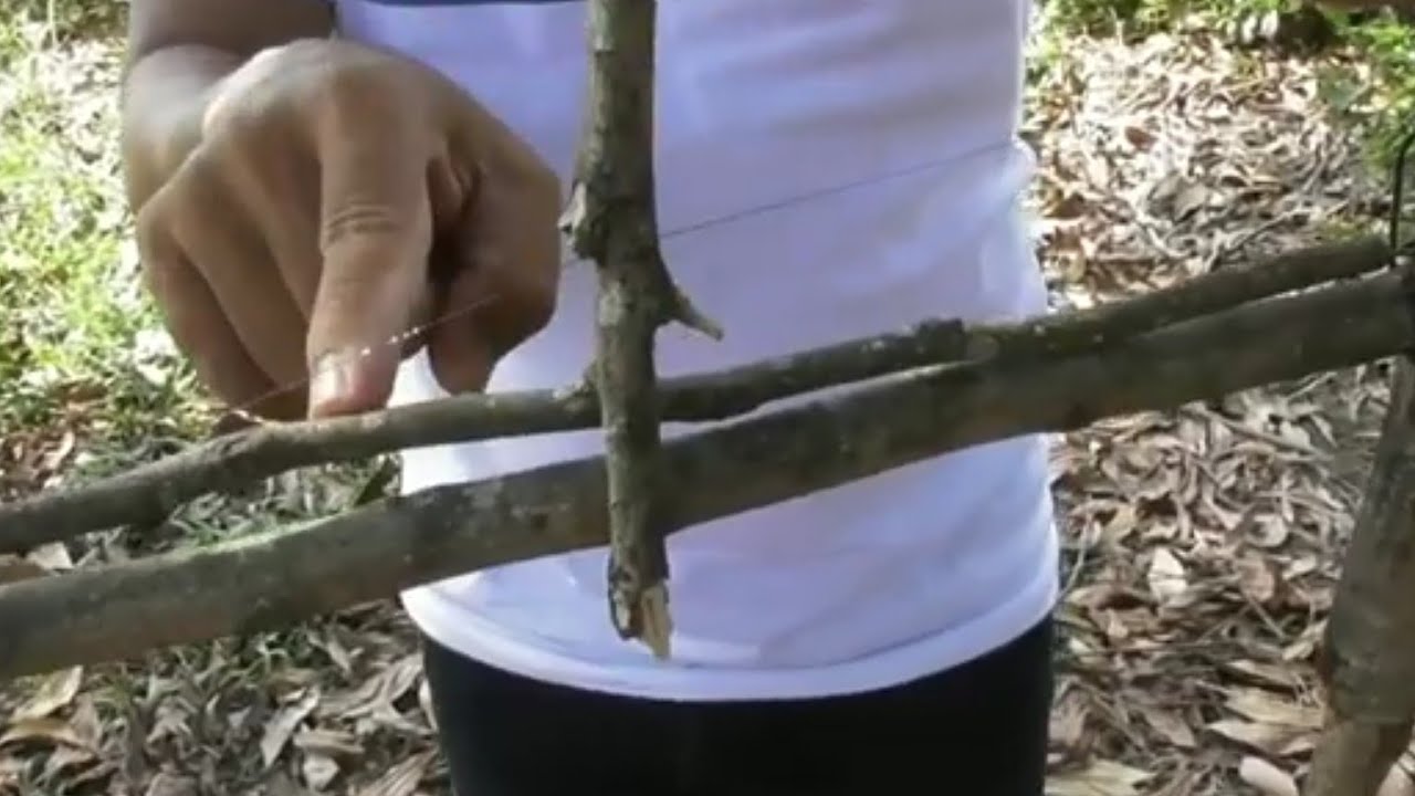 Cara membuat jebakan kayu dengan simpul salam (temuan jaya channel)