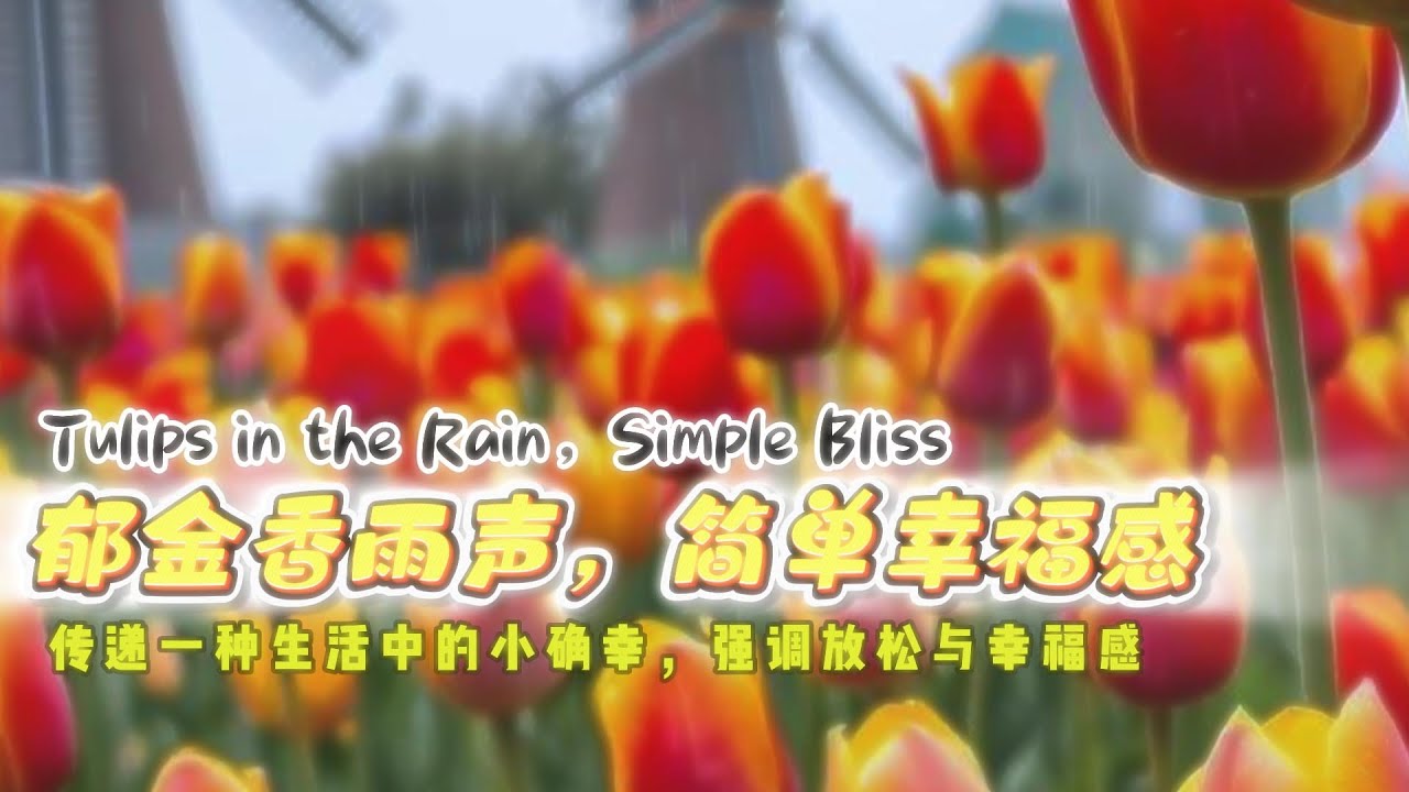 🌷 Tulip Tranquility 🌧️ Peaceful Rain Melodies for Mindfulness and Stress-Free Moments 🎹🌙