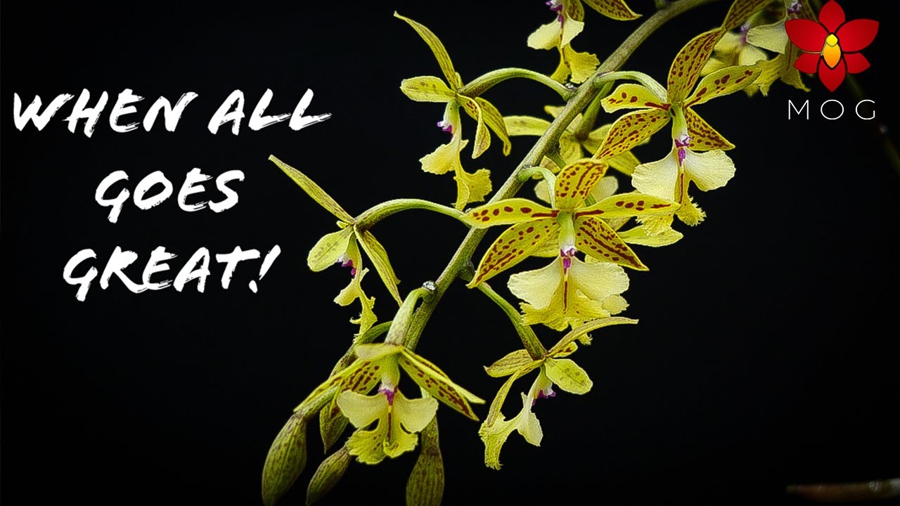 Awesome Orchid Updates - What I like most about Orchid growing!