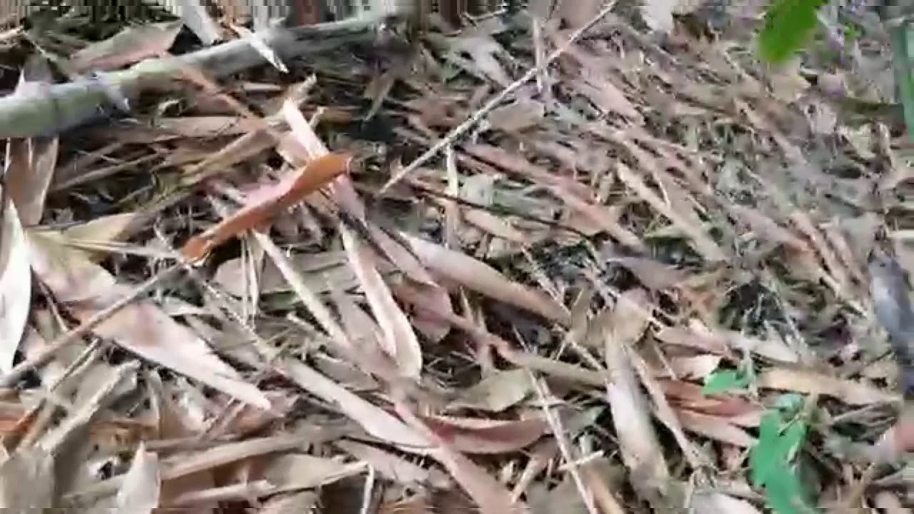 Como sacar semillas de bamb&uacute; 🎋