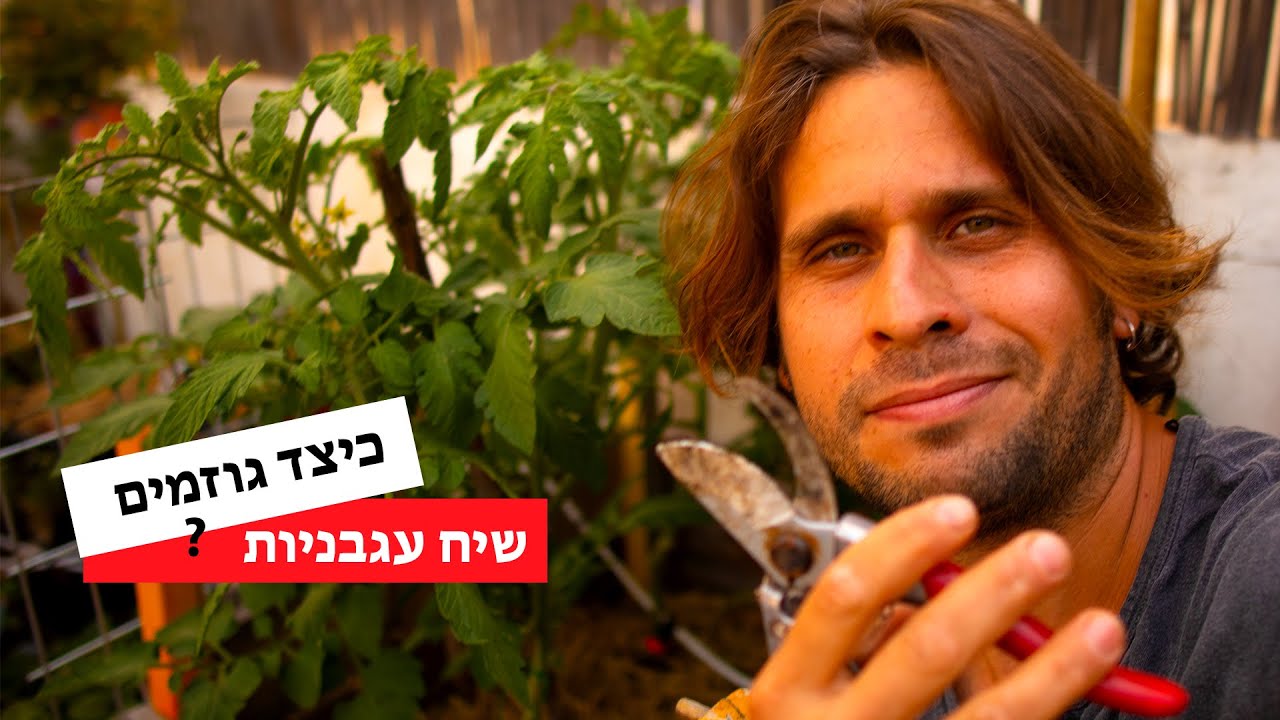 כיצד גוזמים שיח עגבניות?