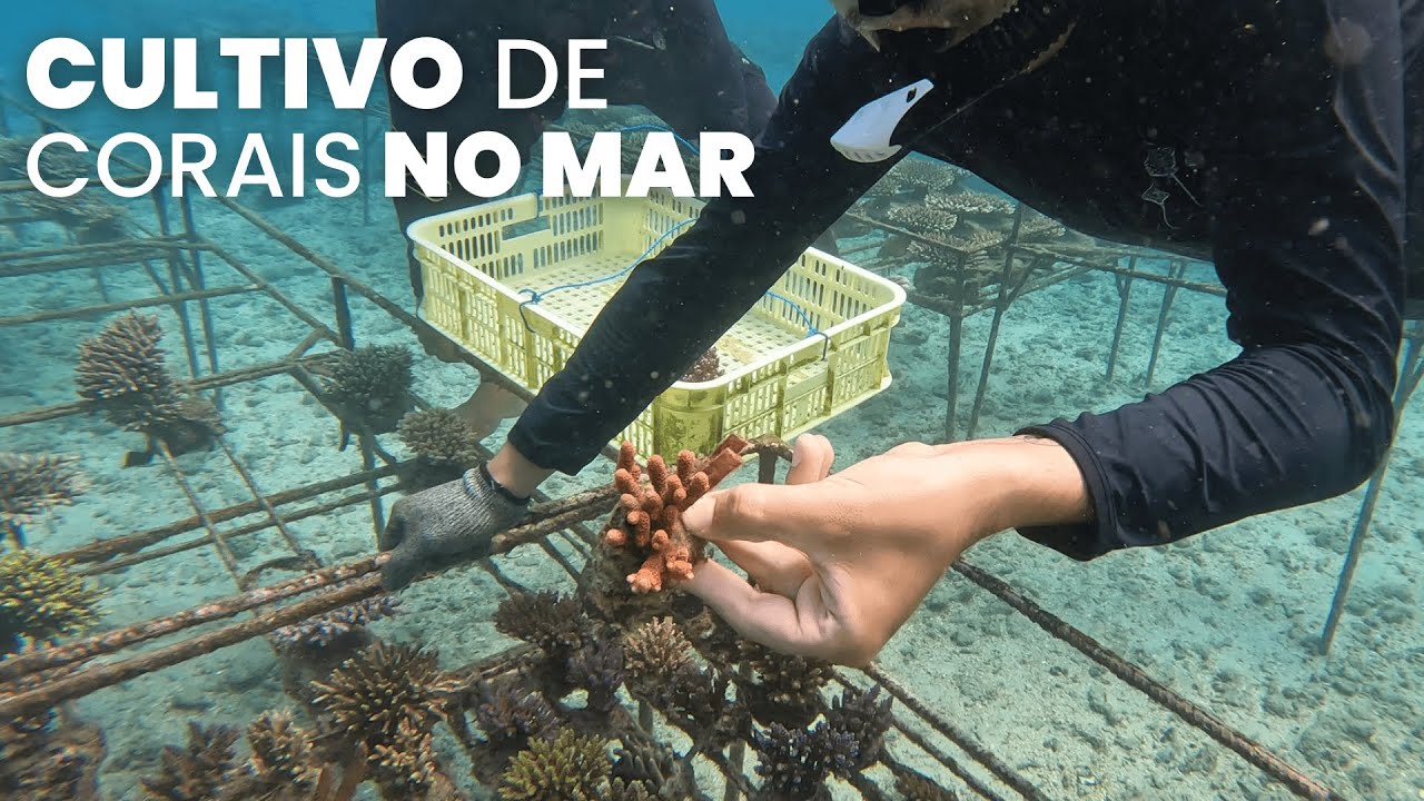 FAZENDA DE CORAIS NA INDONÉSIA | PARTE 2: CULTIVO NO MAR